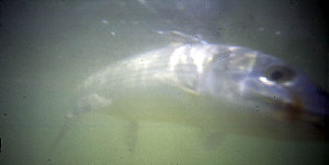 big_010220-mexico-punta_allen-bone_underwater3.html