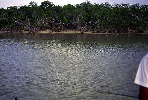 big_010220-mexico-punta_allen-willy_casting.html