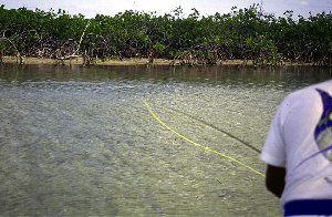 big_010220-mexico-punta_allen-willy_casting2.html