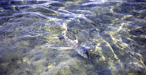 big_010221-mexico-punta_allen-bone_in_water.html