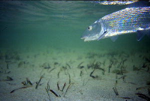 big_010221-mexico-punta_allen-bone_underwater.html