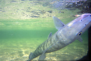 big_010221-mexico-punta_allen-bone_underwater3.html