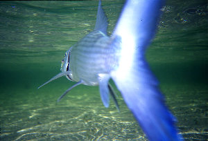 big_010222-mexico-punta_allen-bone_underwater.html