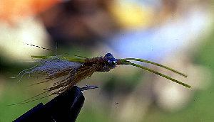 big_010222-mexico-punta_allen-fly_shrimp.html