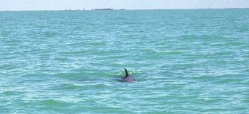 big_020304-mexico-punta_allen-delfin.html