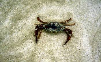 en_big_020306-mexico-punta_allen-dau_krabbe.html