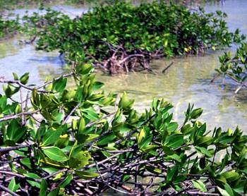 en_big_020306-mexico-punta_allen-lagune-boneibusk.html