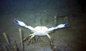 en_big_020306-mexico-punta_allen-lagune-krabbe.html