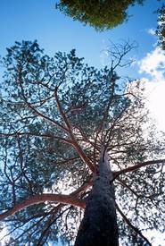 big_020705-Trysil-Tre-Figen-POV.html