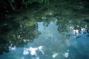 big_030208-Mexico-Ascension_Bay-Mangrove-school.html