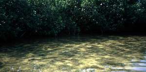 big_030208-Mexico-Ascension_Bay-Mangrove-school2.html