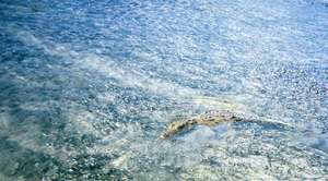 big_030208-Mexico-Ascension_Bay-croc.html