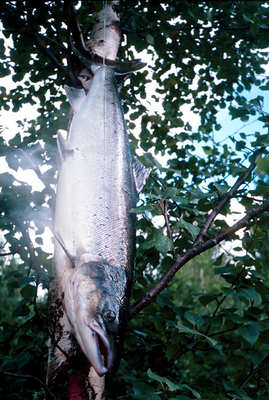 big_030802-Nordland-laks-i-tre.html