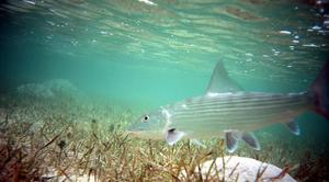 big_031105-Bahamas-Abaco-Dumpa-bone2-UW.html