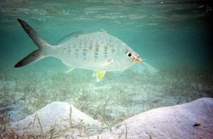 big_031105-Bahamas-Abaco-Dumpa-kukfisk-UW.html