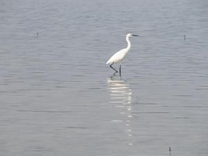 big_040217-Bahamas-Abaco-Purka-bird-DB.html