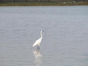 en_big_040217-Bahamas-Abaco-Purka-bird2-DB.html