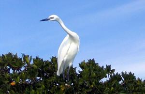 big_040217-Bahamas-Abaco-Purka-bird2.html