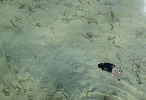 big_040217-Bahamas-Abaco-Purka-surfing-crab.html