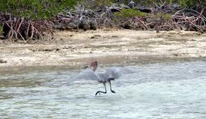 big_040219-Bahamas-Abaco-bird-DB.html