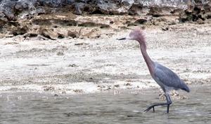 big_040219-Bahamas-Abaco-bird2-DB.html