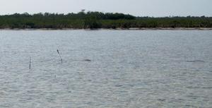 en_big_040222-Bahamas-Abaco-Purka-cruising_bones.html