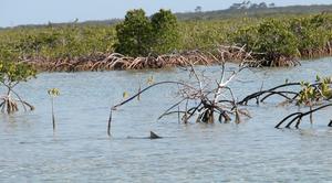 en_big_040222-Bahamas-Abaco-Purka-shark-DB.html