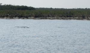 big_040222-Bahamas-Abaco-Purka-tailing_bone.html