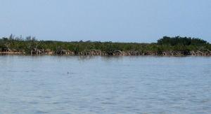 big_040222-Bahamas-Abaco-Purka-tailing_bone3.html