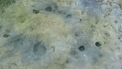 big_040507-Bahamas-Abaco-Bonefish-holes.html