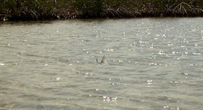 big_040507-Bahamas-Abaco-Bonefish-tailing.html