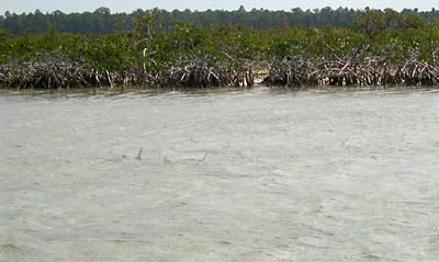 big_040507-Bahamas-Abaco-Bonefish-tailing2.html