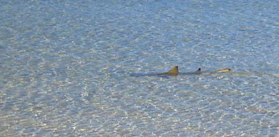 big_040507-Bahamas-Abaco-Lemon-shark.html