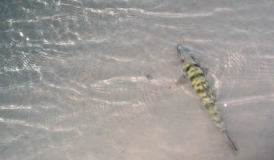 big_060120-Bahamas-Abaco-bonefish-release.html