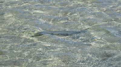 big_060121-Bahamas-Abaco-crusing-bonefish.html