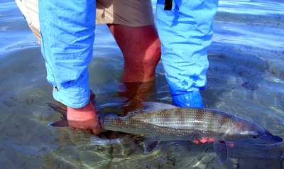 en_big_060305-Bahamas-Abaco-Julern_med_fisk3-DB.html
