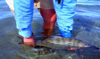 big_060305-Bahamas-Abaco-Julern_med_fisk3-DB.html