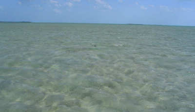 en_big_060307-Bahamas-Abaco-windy-fish.html