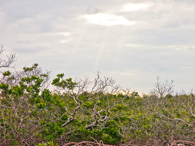 big_070219-Abaco-sunray-mangrove2.html