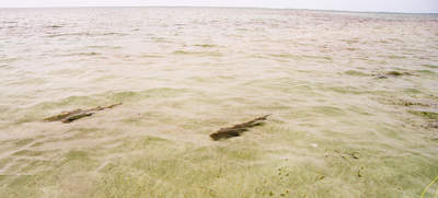 big_070220-Abaco-Sandbank-sharks2.html