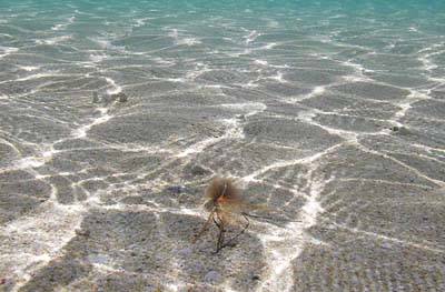 big_070220-Bahamas-Abaco-spawning-shrimp-CJ.html