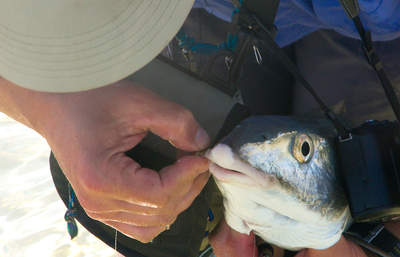 big_070221-Abaco-amund-jomfrufisk7.html