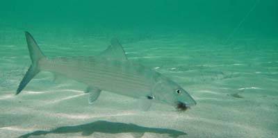 big_070221-Bahamas-Abaco-bonefish-UW-CJ.html