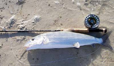big_070222-Bahamas-Abaco-Beached-bone-CJ.html
