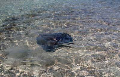 big_070222-Bahamas-Abaco-stingray-AF.html