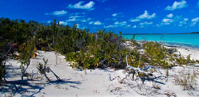 big_070222-Bahamas-Abaco-tropical-colors-AF.html