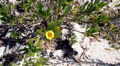 en_big_070223-Bahamas-Abaco-flower-AF.html