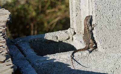 big_070223-Bahamas-Abaco-iguana-AF.html