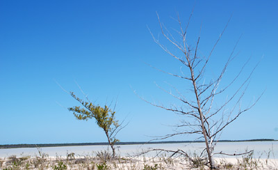 en_big_070223-Bahamas-Abaco-vegetation-AF.html