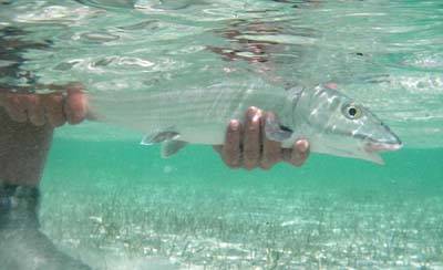 big_070224-Bahamas-Abaco-bonefish-release-UW-CJ.html